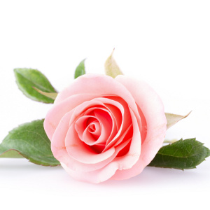Rose de Damas bio Centella cosmétiques naturels et biologiques