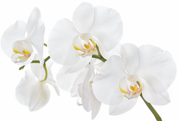 Orchidée blanche actif
