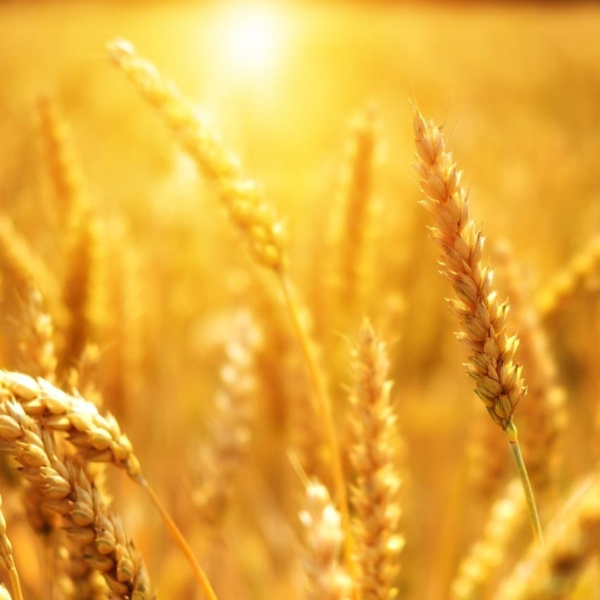 Agriculture bio blé