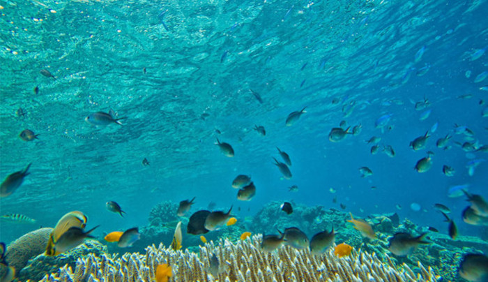 les causes de la disparition de la Grande barrière de corail