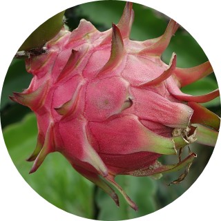 fruit du dragon pitaya